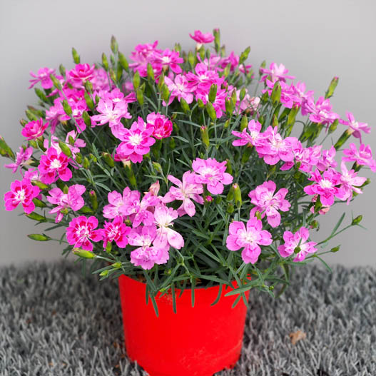 ダイアンサス　フルーリアムール 