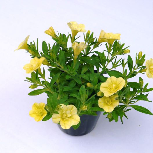 カリブラコア　アロハダブル 