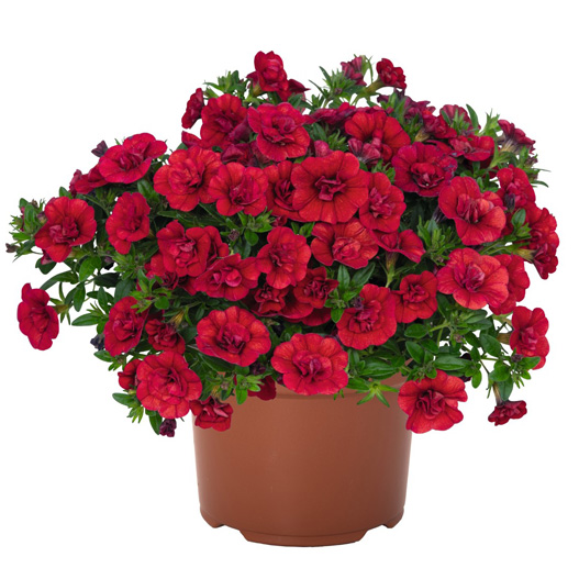 カリブラコア　アロハダブル 