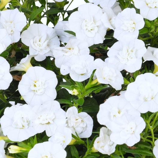 カリブラコア　アロハダブル 