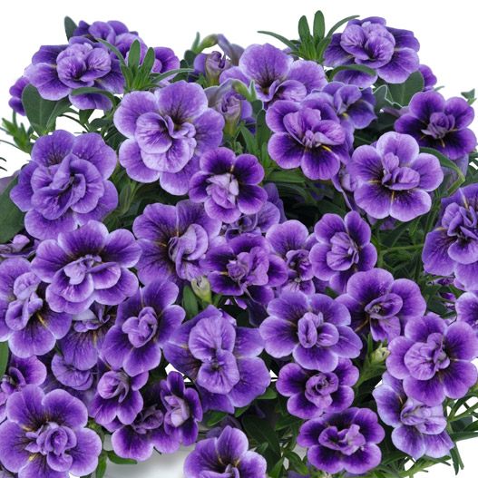 カリブラコア　アロハダブル 