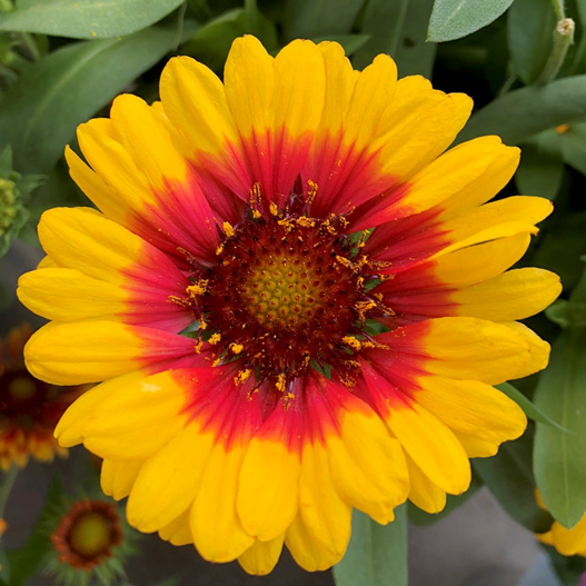 ガイラルディア　スピントップ シリーズ 