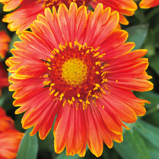 ガイラルディア　スピントップ シリーズ 