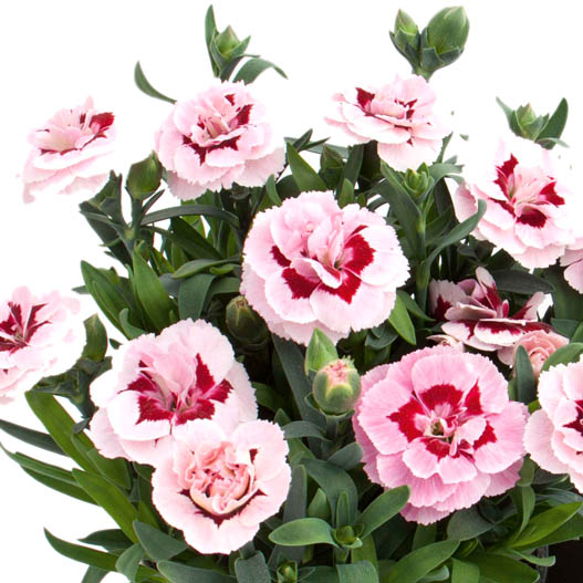 カーネーション　オスカー シリーズ 