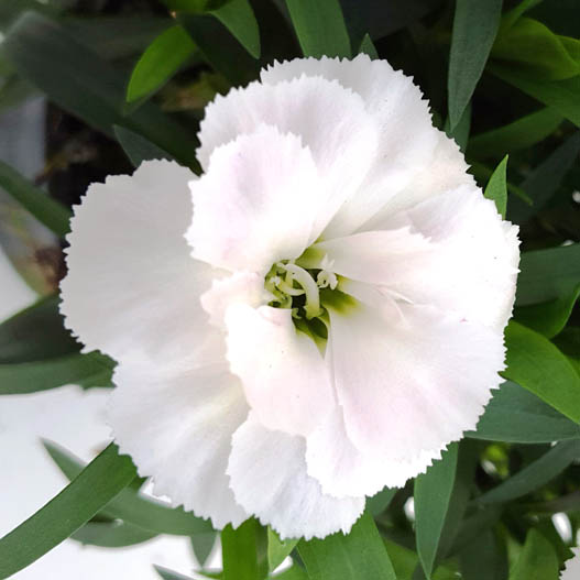 カーネーション　オスカー シリーズ 