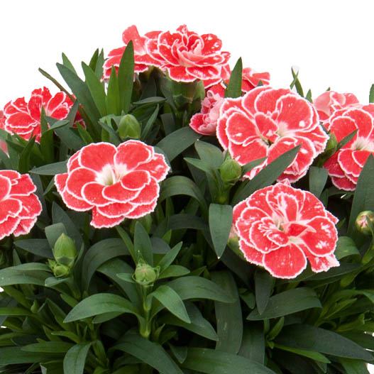 カーネーション　オスカー シリーズ 