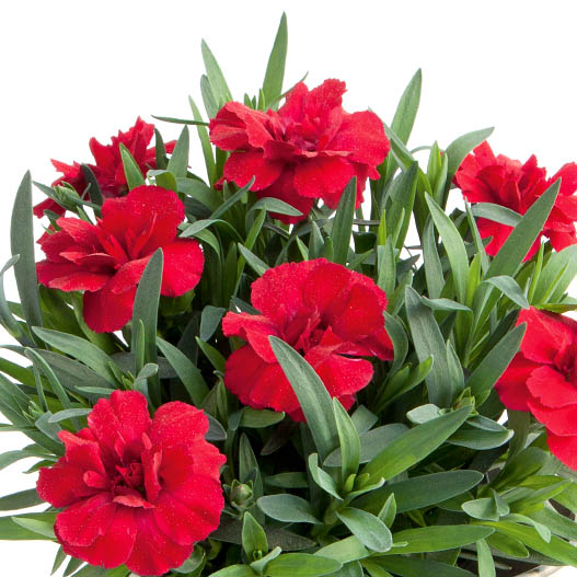 カーネーション　オスカー シリーズ 