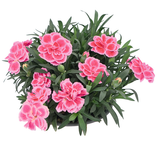 カーネーション　オスカー シリーズ 