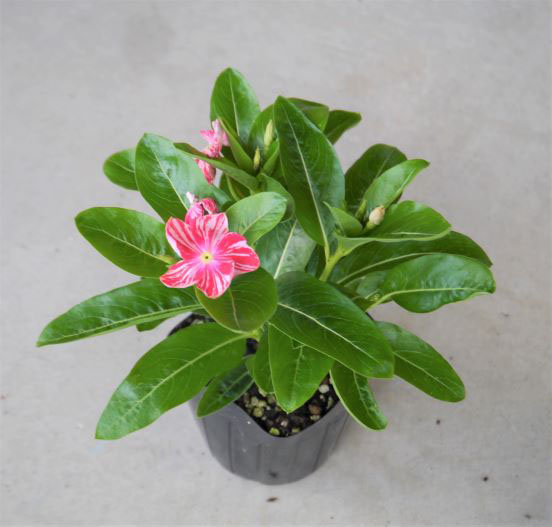 ビンカ 万葉の美　わらべ絞り 