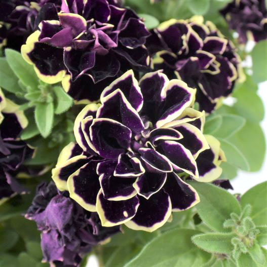 ペチュニア 万葉の美　華みやび 