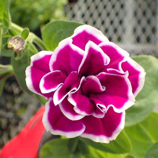 ペチュニア 万葉の美　さらさ 