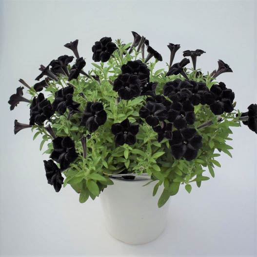 ペチュニア 万葉の美　黒之瀬戸 