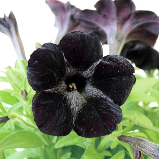 ペチュニア 万葉の美　黒之瀬戸 