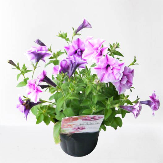 ペチュニア 万葉の美　桃ふたえ 