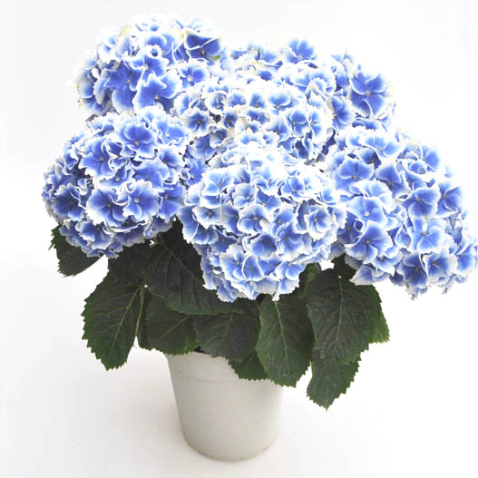 ハイドランジア　創作あじさい シリーズ 