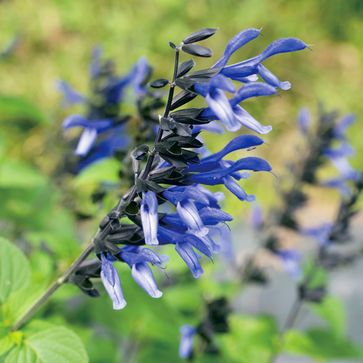 サルビア　スーパーサルビア 