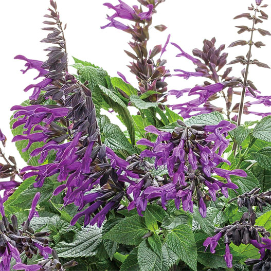 サルビア　スーパーサルビア 