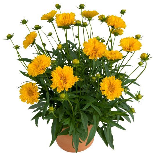 コレオプシス　ソランナ シリーズ 