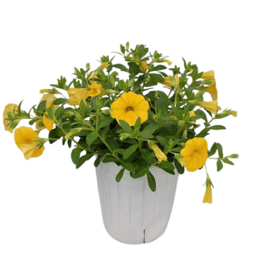 カリブラコア　チアポップ シリーズ 