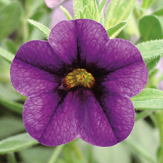 カリブラコア　チアポップ シリーズ 