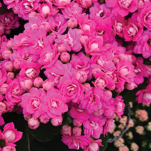 カランコエ　カランディーバ　XLフラワーズ 