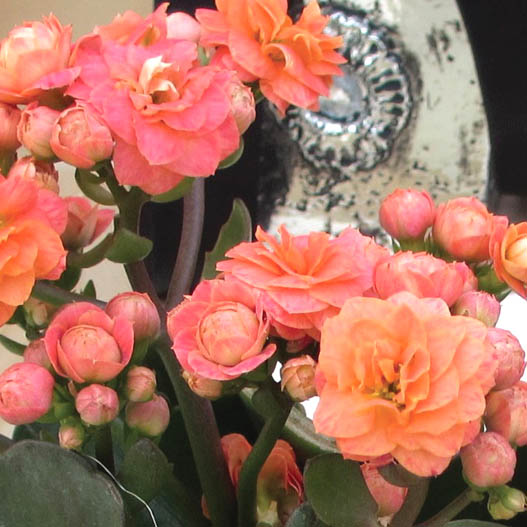 カランコエ　カランディーバ　XLフラワーズ 