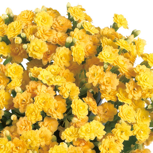 カランコエ　カランディーバ デコラティブ (八重) 