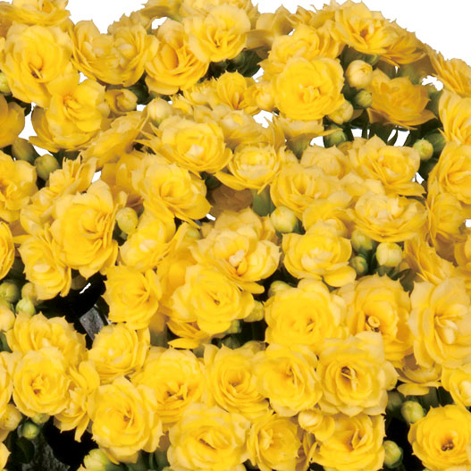 カランコエ　カランディーバ デコラティブ (八重) 