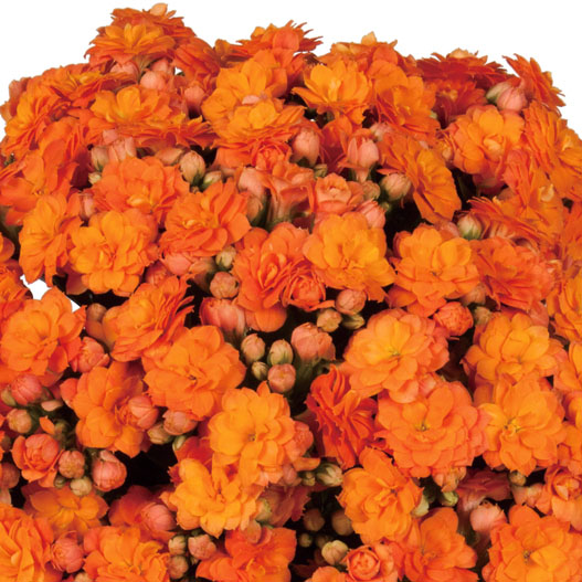 カランコエ　カランディーバ デコラティブ (八重) 