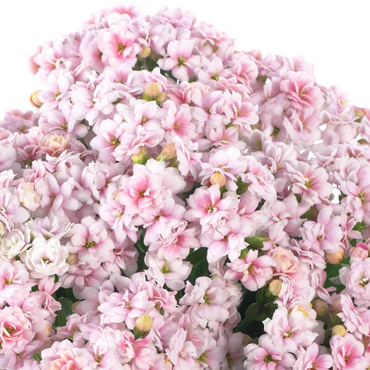 カランコエ　カランディーバ デコラティブ (八重) 