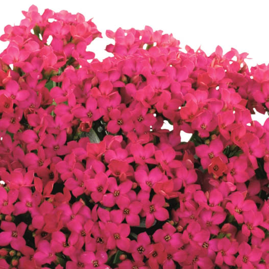 カランコエ　カランデイ 