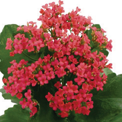 カランコエ　カランデイ 