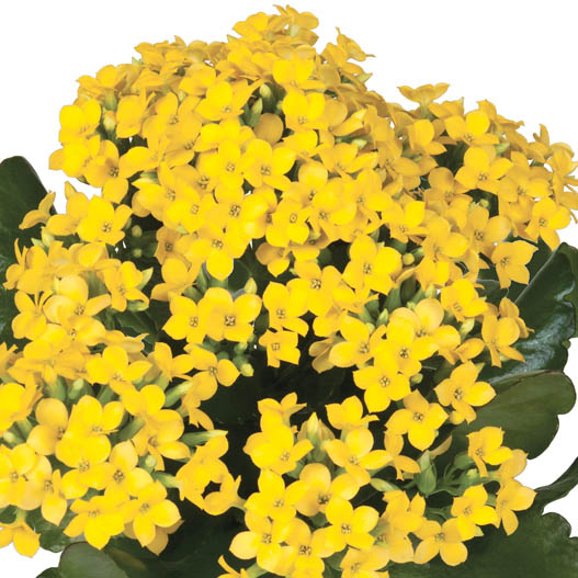 カランコエ　カランデイ 