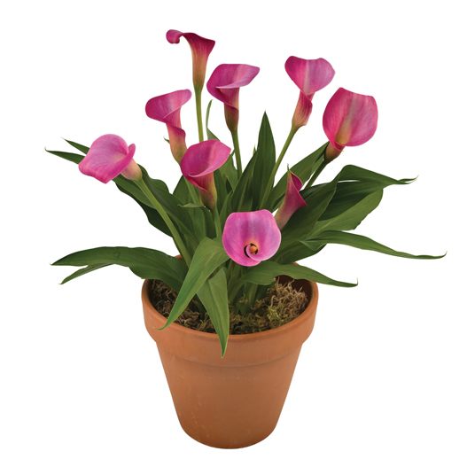 カラー　デュメンオレンジ シリーズ 