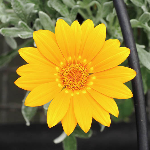 ガザニア　ビースト シリーズ 