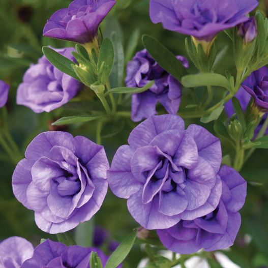 カリブラコア　スーパーベル シリーズ 