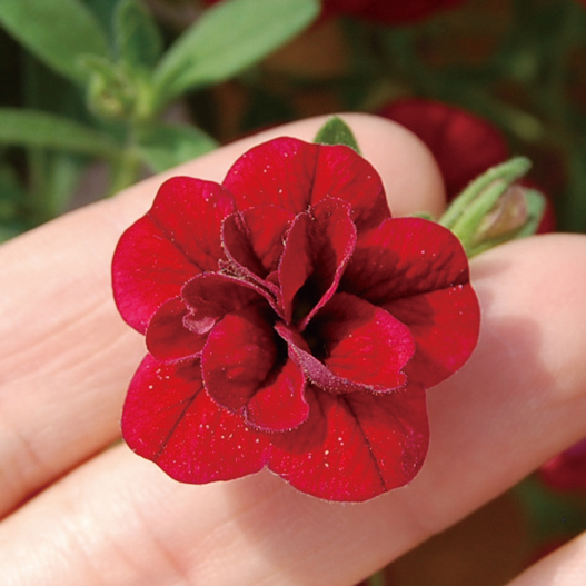 カリブラコア　スーパーベル シリーズ 