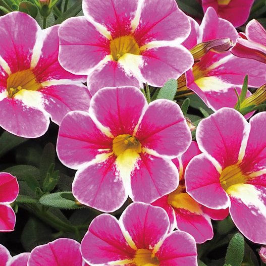 カリブラコア　スーパーベル シリーズ 