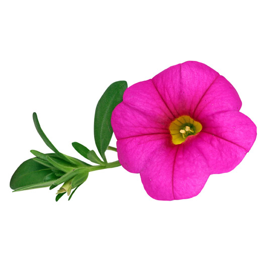 カリブラコア　スーパーベル シリーズ 