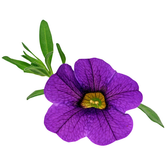 カリブラコア　スーパーベル シリーズ 