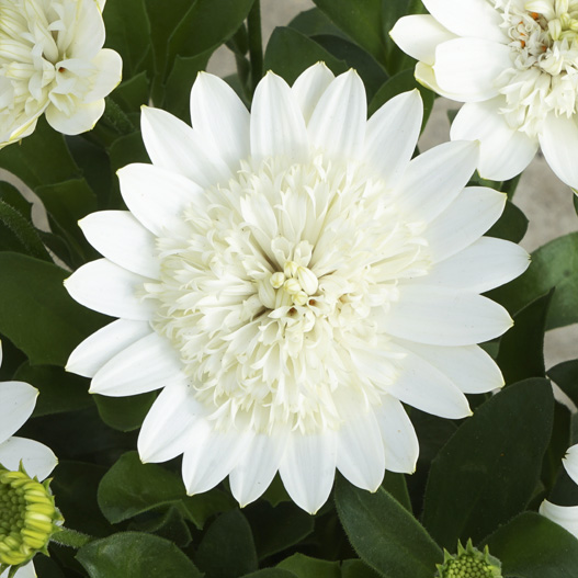 オステオスペルマム　ダブルオステオスペルマム(3D) シリーズ 