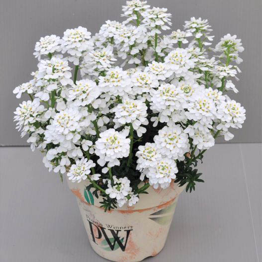 イベリス　スノーボール 