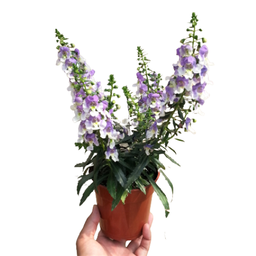 アンゲロニア　エンジェルフェイス シリーズ 