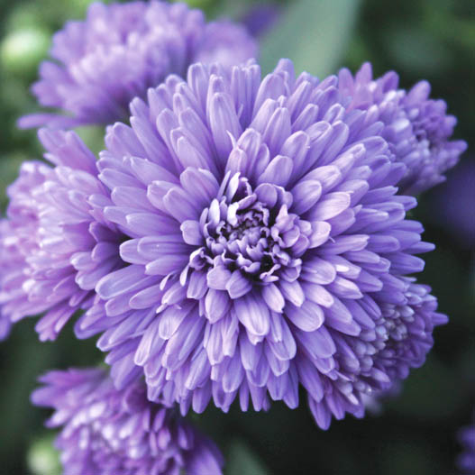 アスター　ミステリーレディ シリーズ 