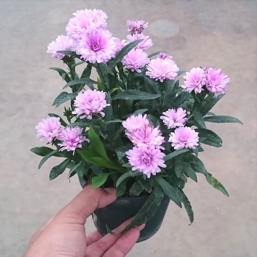 アスター　ミステリーレディ シリーズ 