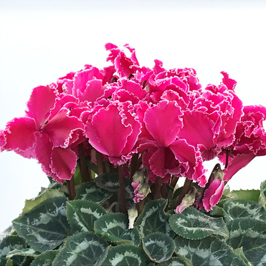 シクラメン　ホワイトフリルPS 