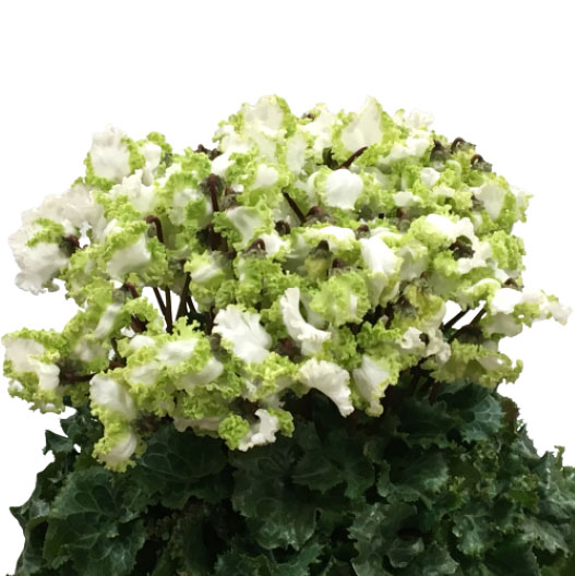 シクラメン　アイスプリンセス 大輪系品種