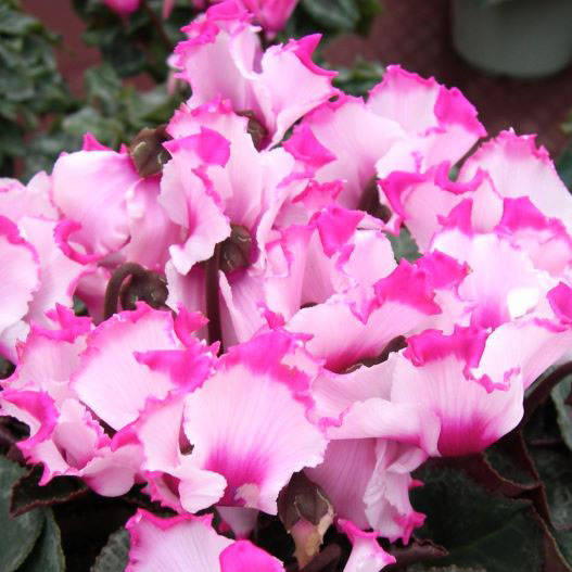 シクラメン　エレガント シリーズ 