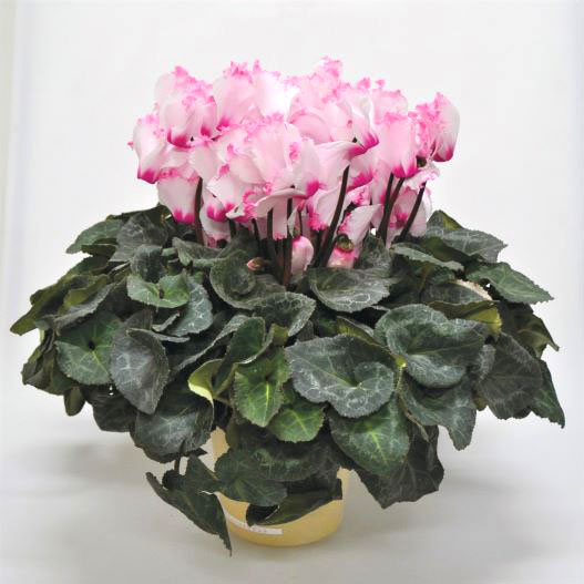 シクラメン　エレガント シリーズ 