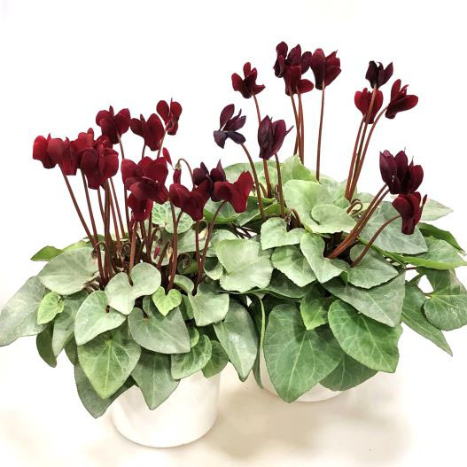 シクラメン　スノーショコラ 